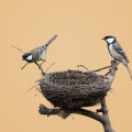 The antioxidant properties of bird's nests