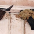 Straw-nest Swiftlets: A Comprehensive Overview