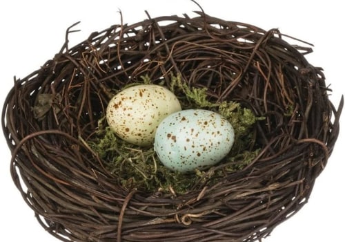 Discovering Specialty Shops: Where to Find Quality Bird's Nests
