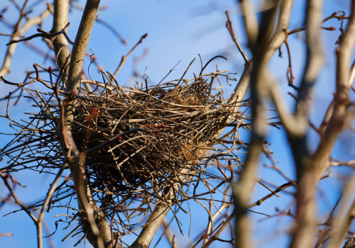 Antioxidant Properties of Bird's Nests