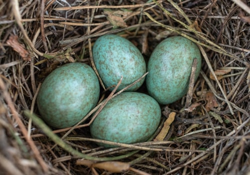 The Mineral Content of Bird's Nests: An In-depth Look